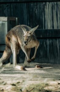 Canberra Wildlife Photography