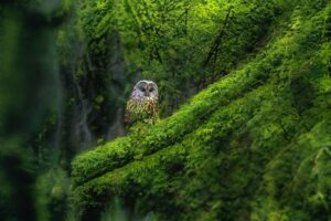 Wildlife Photography Exhibition in Sydney